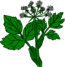 Cow Parsnip Clip Art